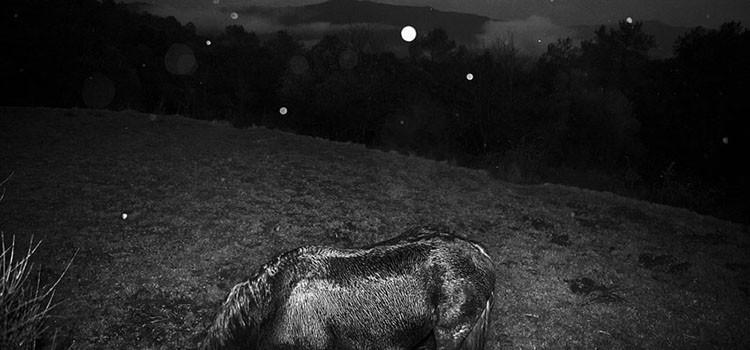 Foto: Yurian Quintanas